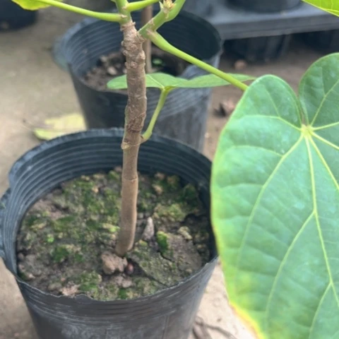 峰***度金钻凤梨358945994690