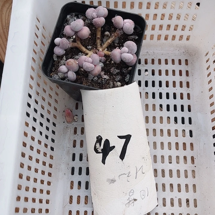 顺*.47密密麻麻密密麻麻