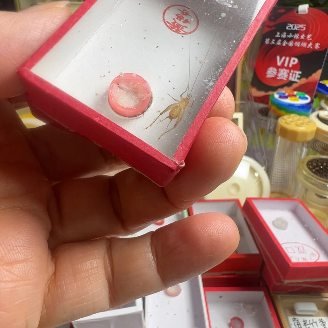 蟋蟀两只黄老师过冬中黄蛉