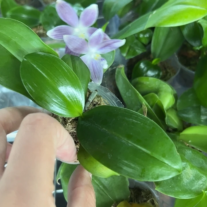 当前无花栽培后可以开花灰蓝盾1.7无根