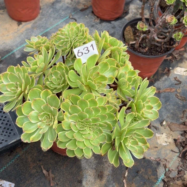 斑斓带缀多肉植物不包损631