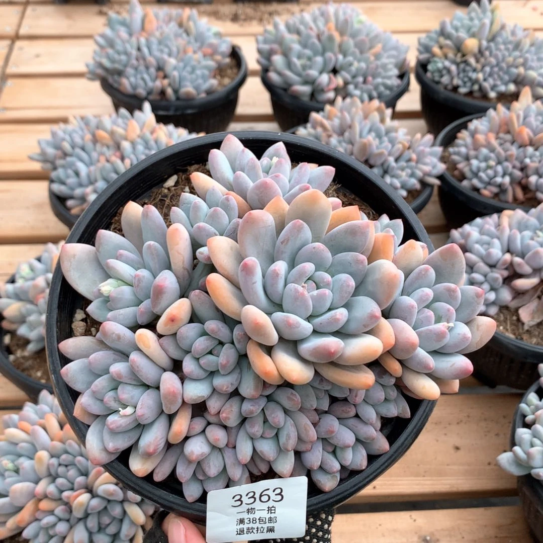 18厘米13头香水多肉3363