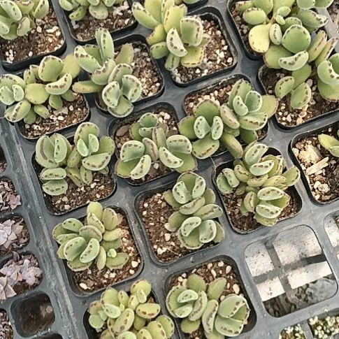 嗯***丶24颗绿熊，多肉植物