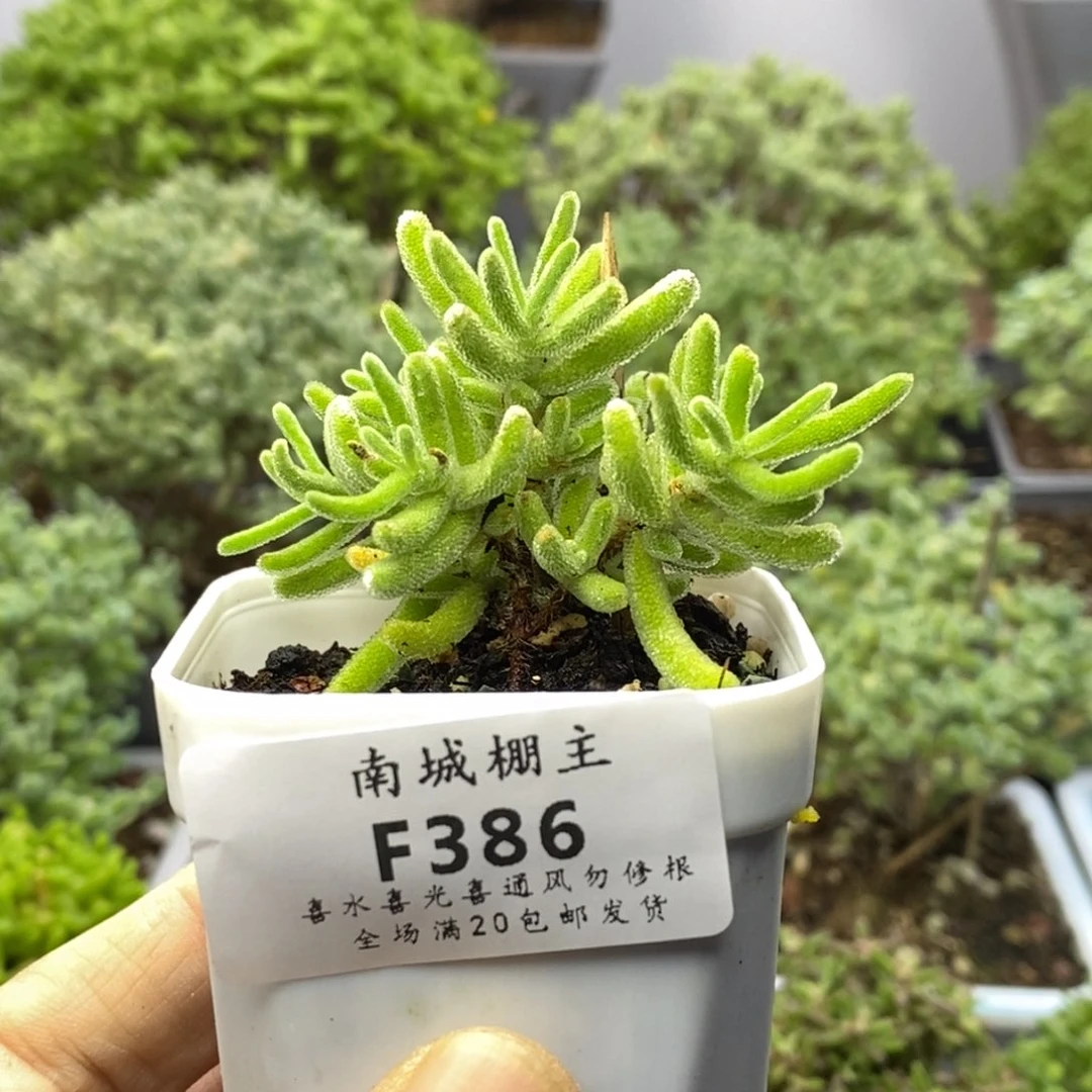 386实生橙叶枝干番杏