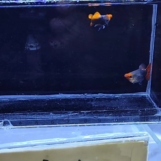 孔雀鱼21蓝贵族球一对