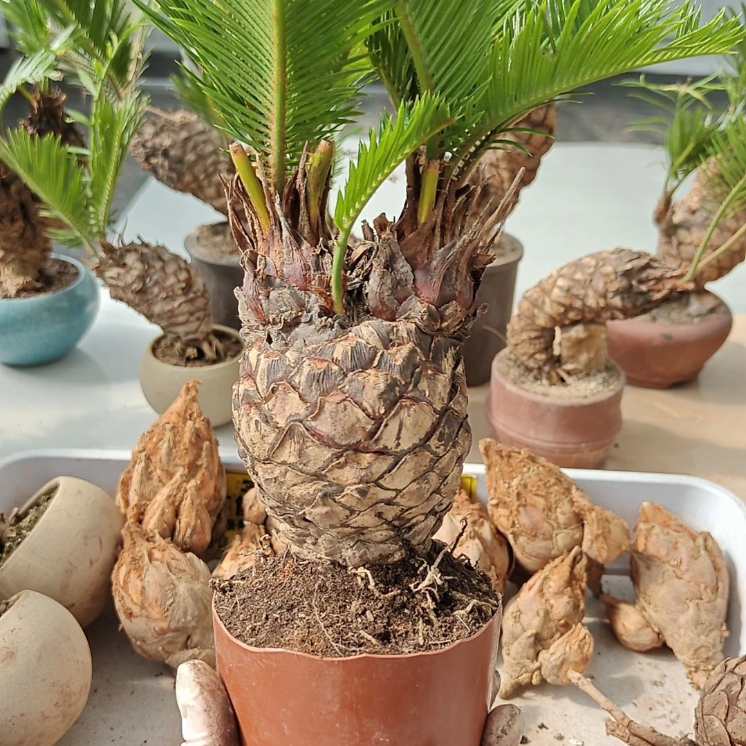 世***箱无花朵白鳞铁盆景基地价