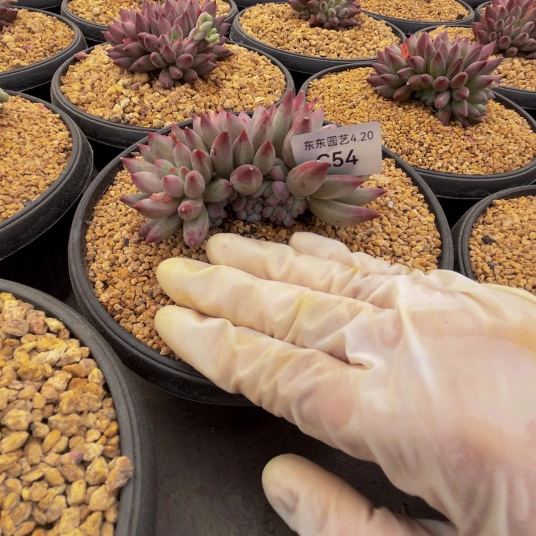 c c c c c c c c c 54