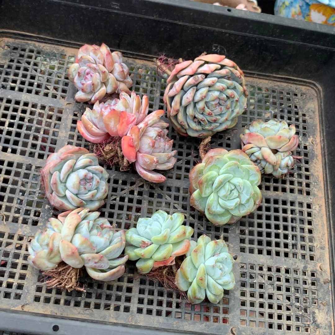 哈哈哈哈哈哈哈哈哈