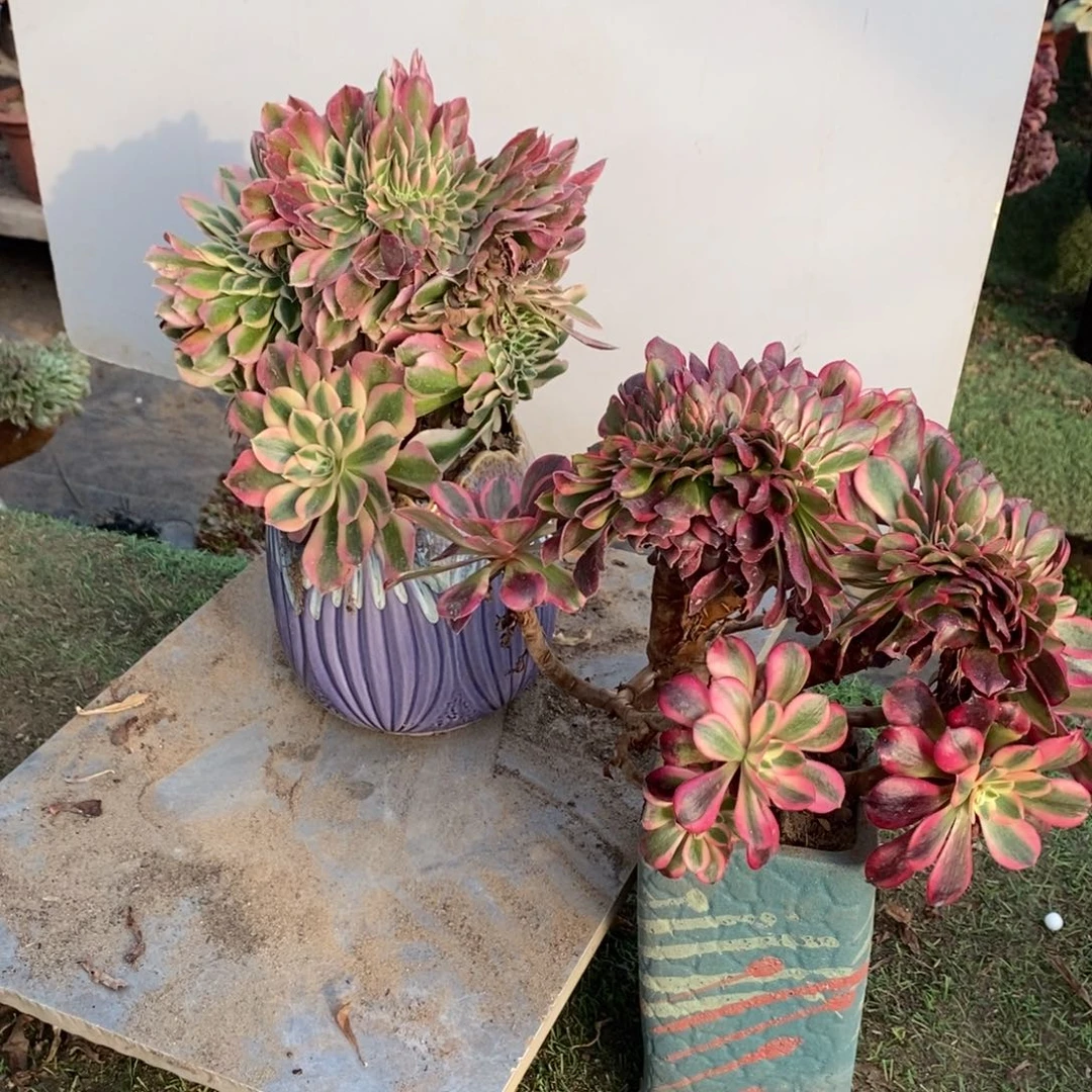 3631号粉女巫➕美杜莎缀化1颗