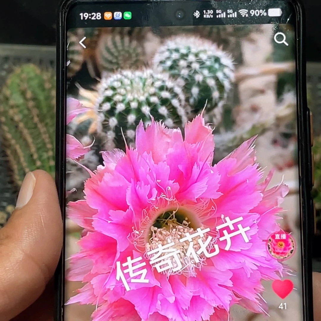 彩草 凤羽24侧芽 歪 满20包邮4.5公分