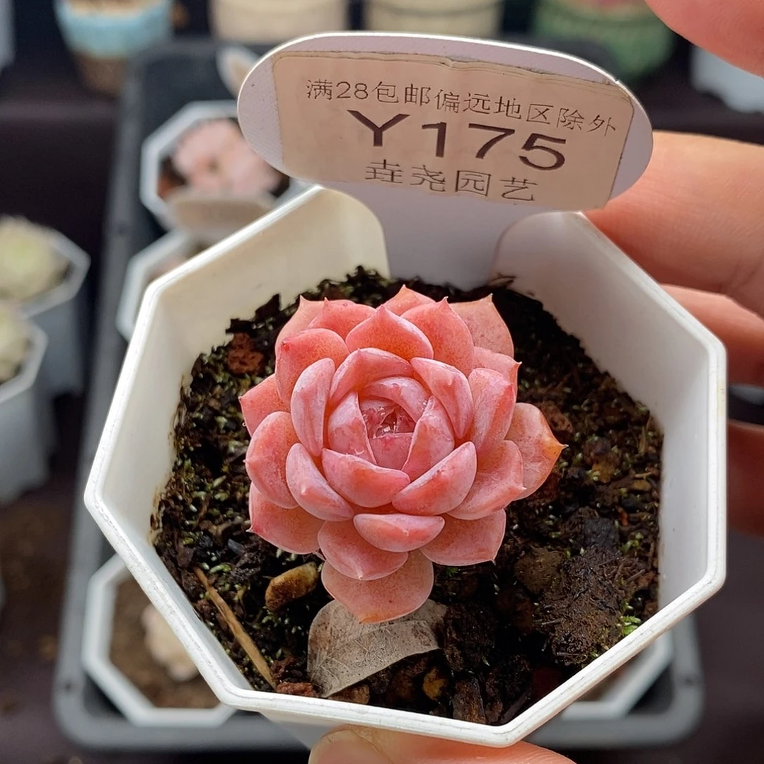 0175 格瑞斯惊喜 3.5cm