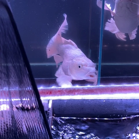 狮头鱼观赏鱼蝴蝶球1条