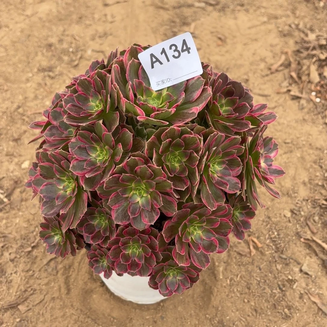 安娜多肉断枝不包134