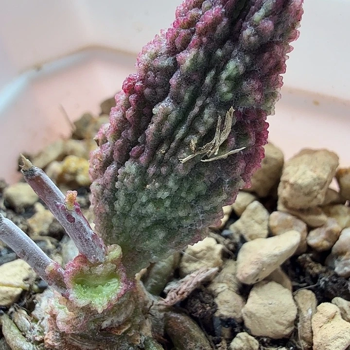 星*水蜜桃的味道真的很好闻