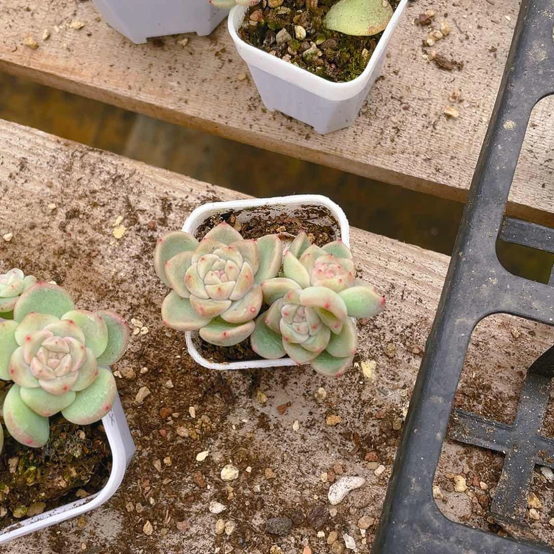 长***相柳三头中盆一个满25包邮