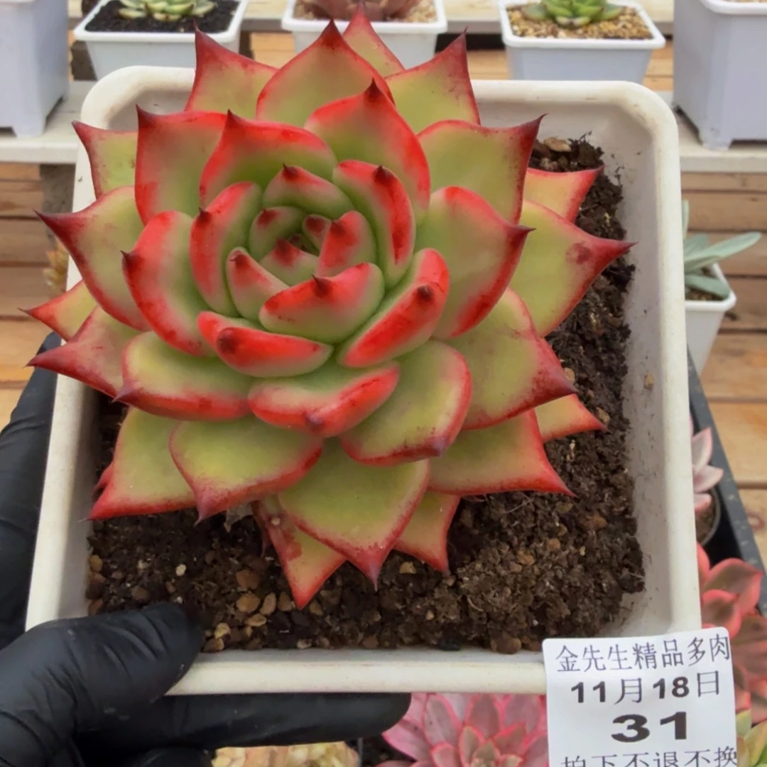 1118-31GG东云单头