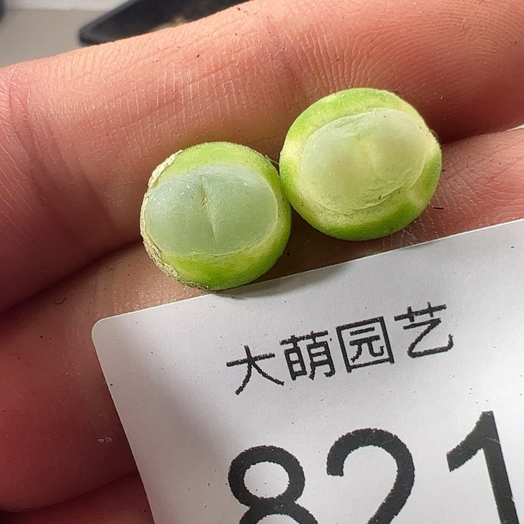 一物一拍。      821