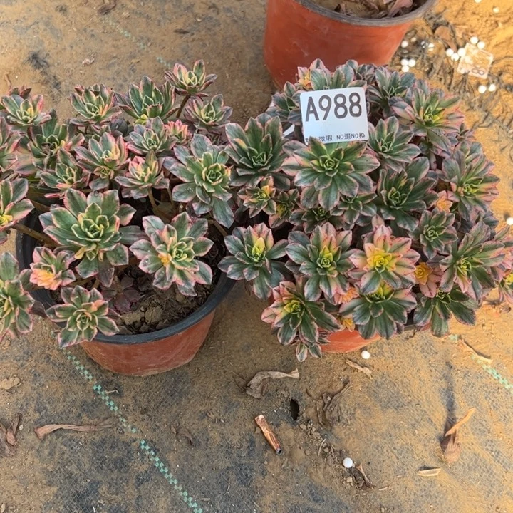 甜茶2颗多肉植物988.