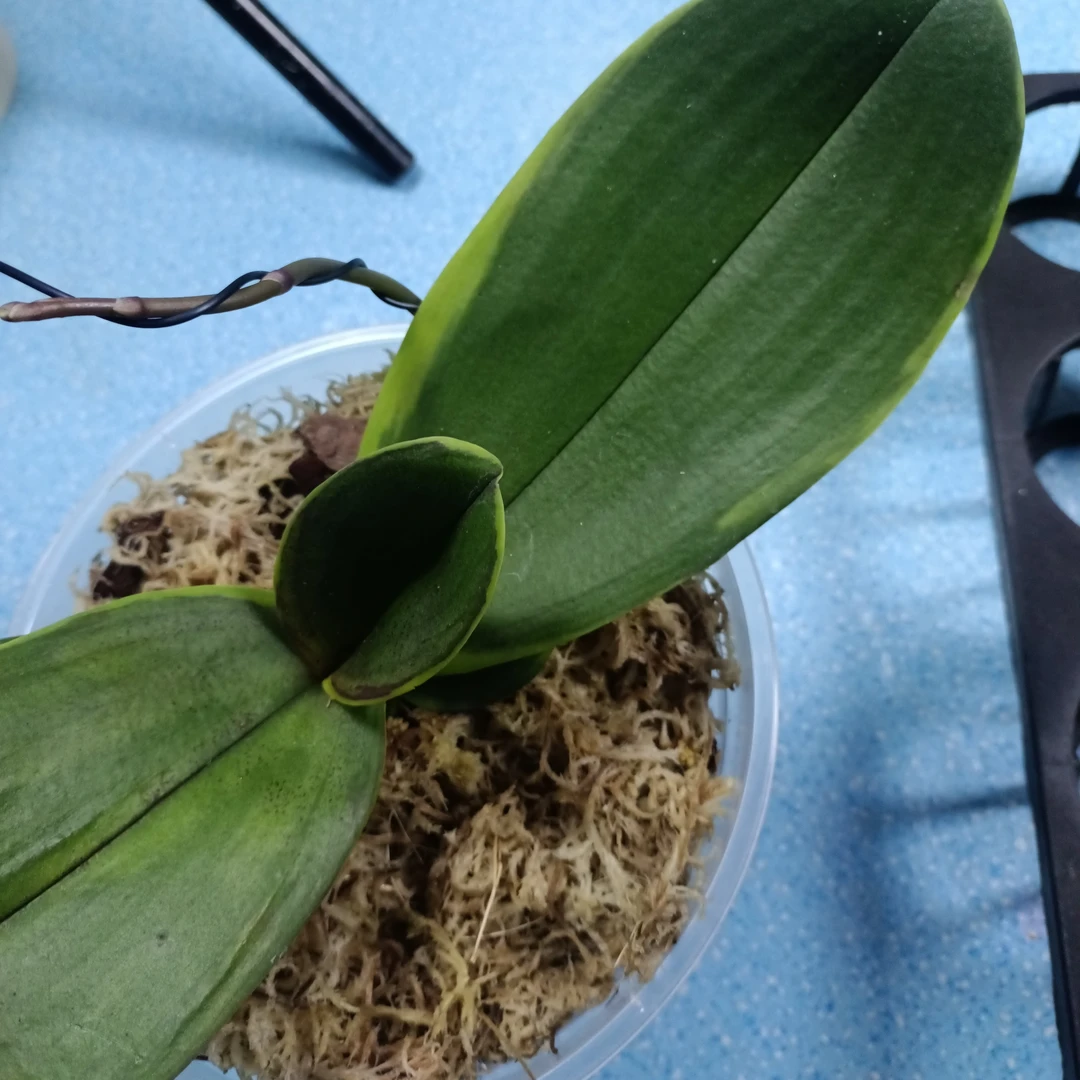 蝴蝶兰满天红叶片带锦带花剑3.0寸杯