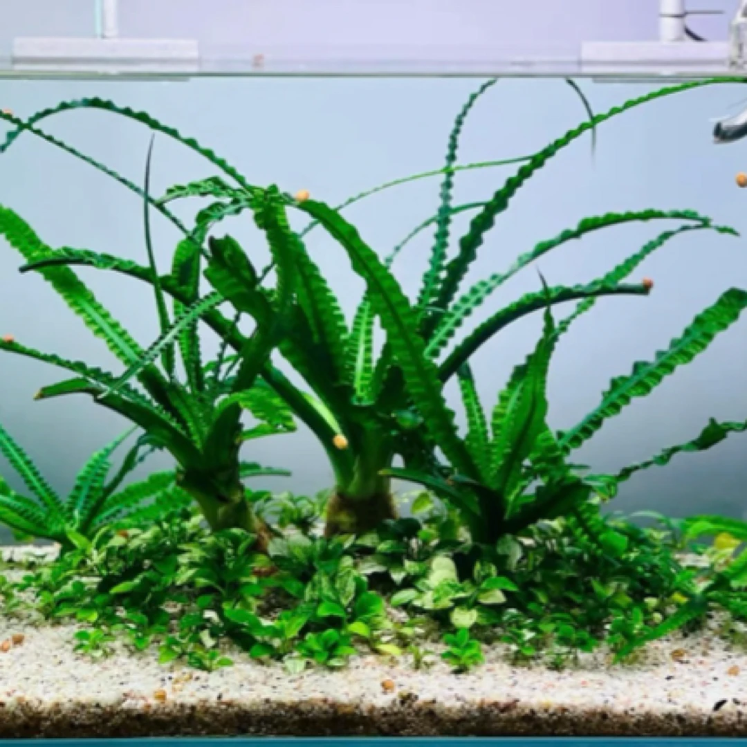 宽叶龙鞭水草细叶龙鞭水草鱼缸造景阴性水草