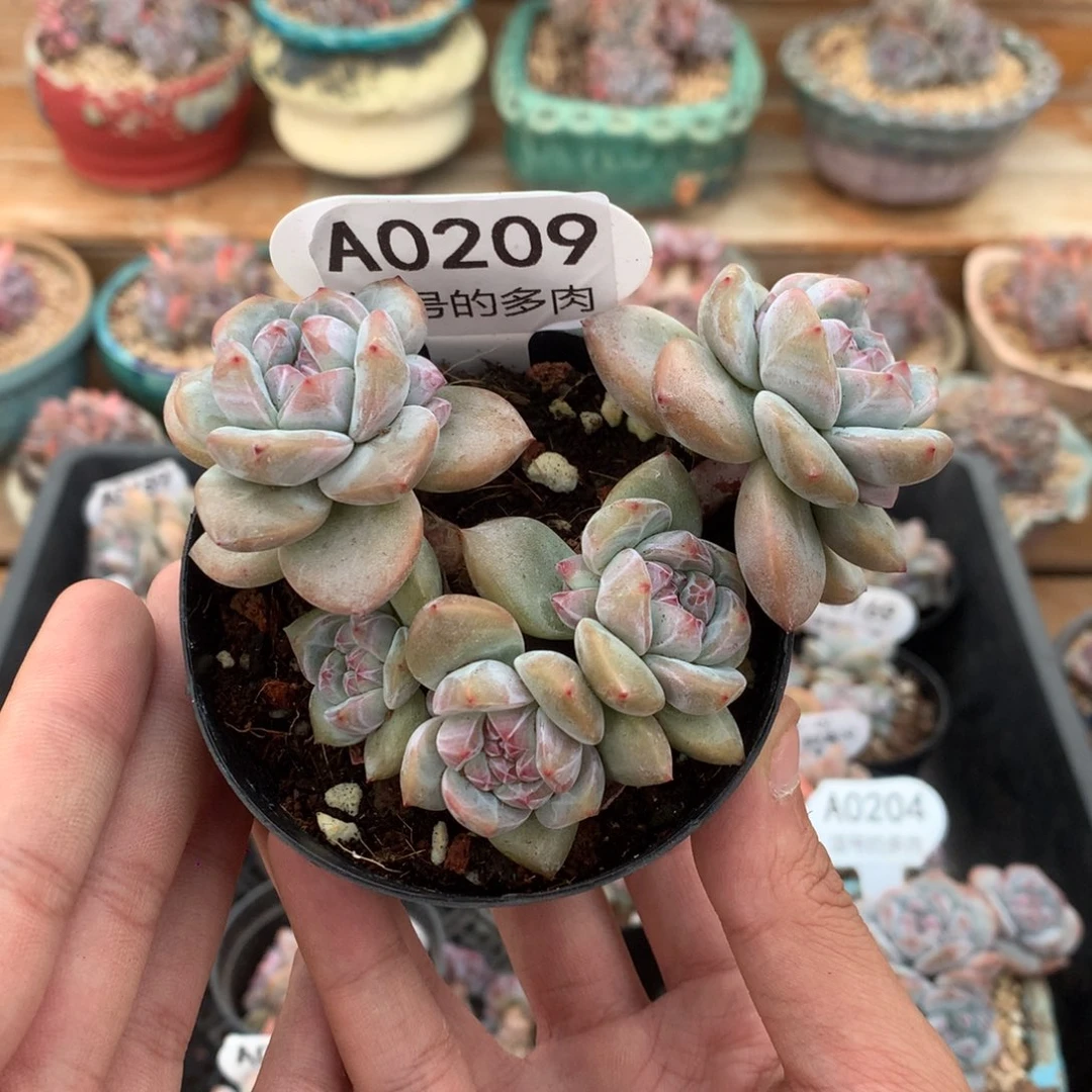 A0209 突尼斯 有砍 模特同款 9cm