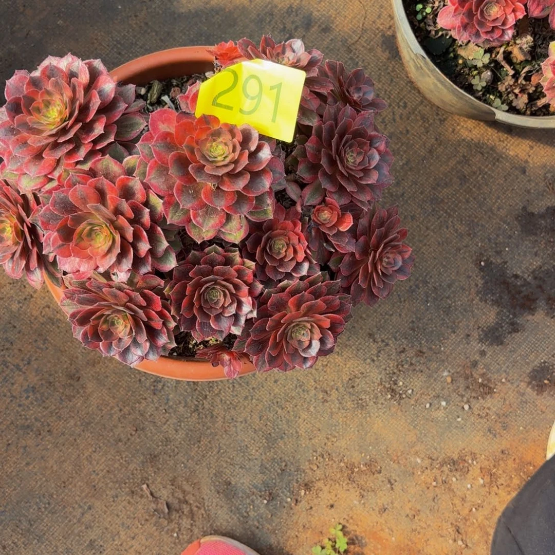 哈哈291多肉葡萄多肉葡萄