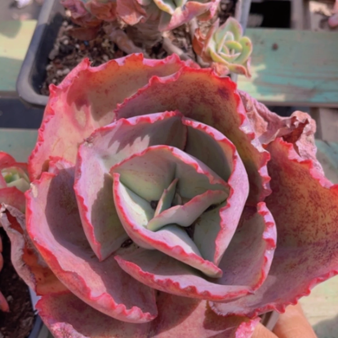 【闪购商品】蓝色妖姬0898