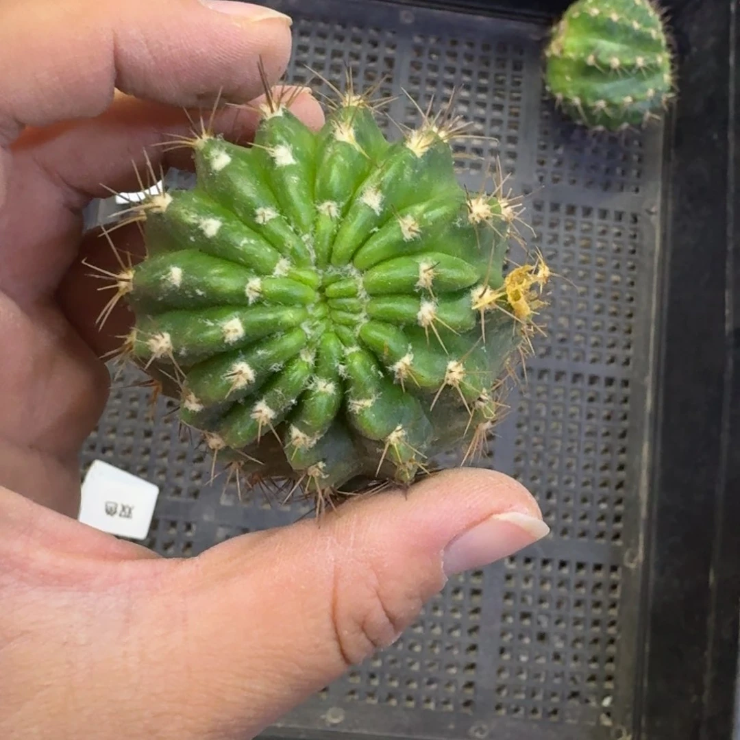 221丽花阳41歪无根侧牙4公分左右