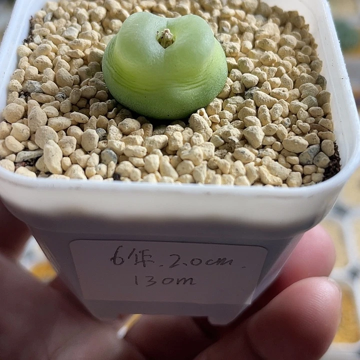 瑶***瑶俩人园艺博览会1130