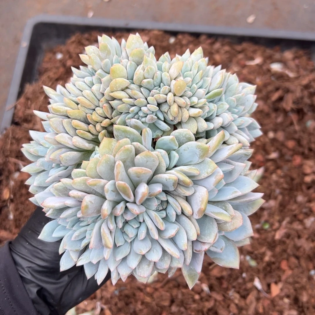 12个朵➕缀   冠幅16   5-31