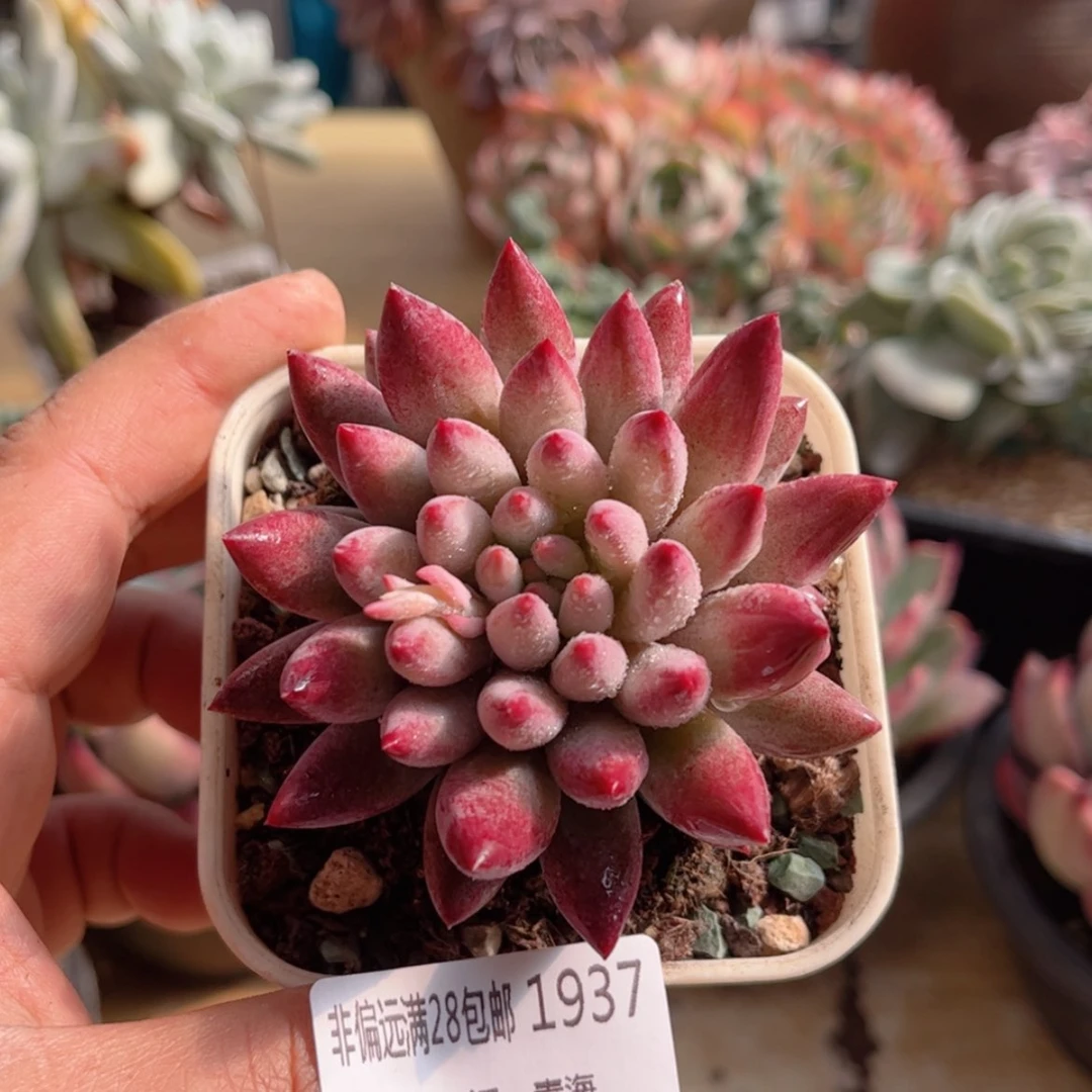 【闪购商品】1937虞美人