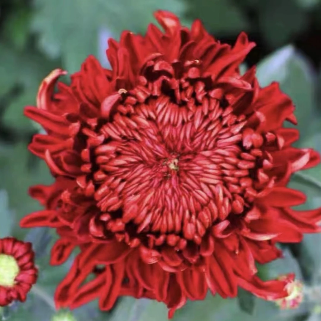 【太空红酒】菊花盆栽大花多年生耐寒好养绿植花卉带花苞发货