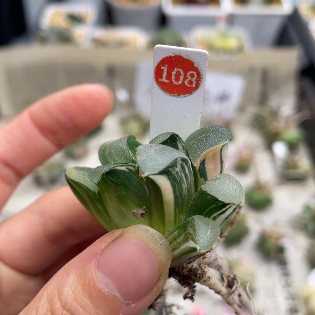 小蔡的菜园 108 地栽克锦