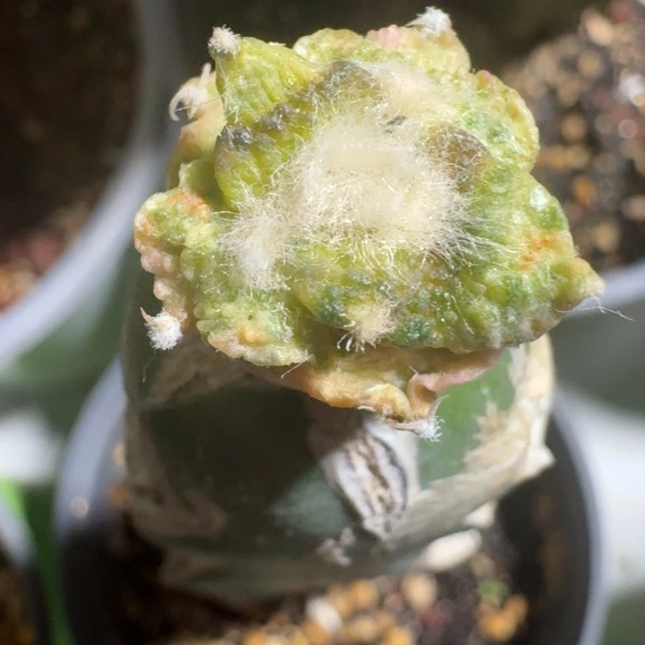 盲盒牡丹锦苗接仙人球