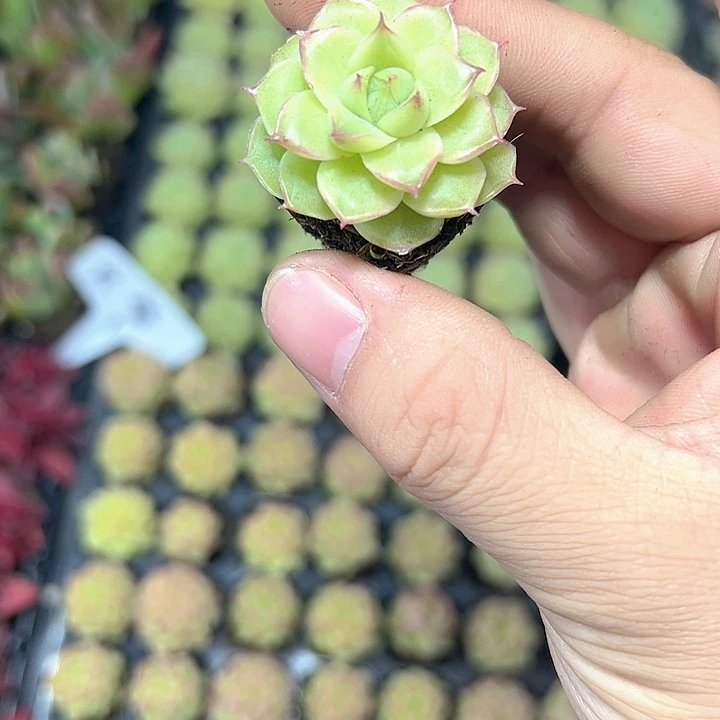 潘多拉 满10颗包邮
