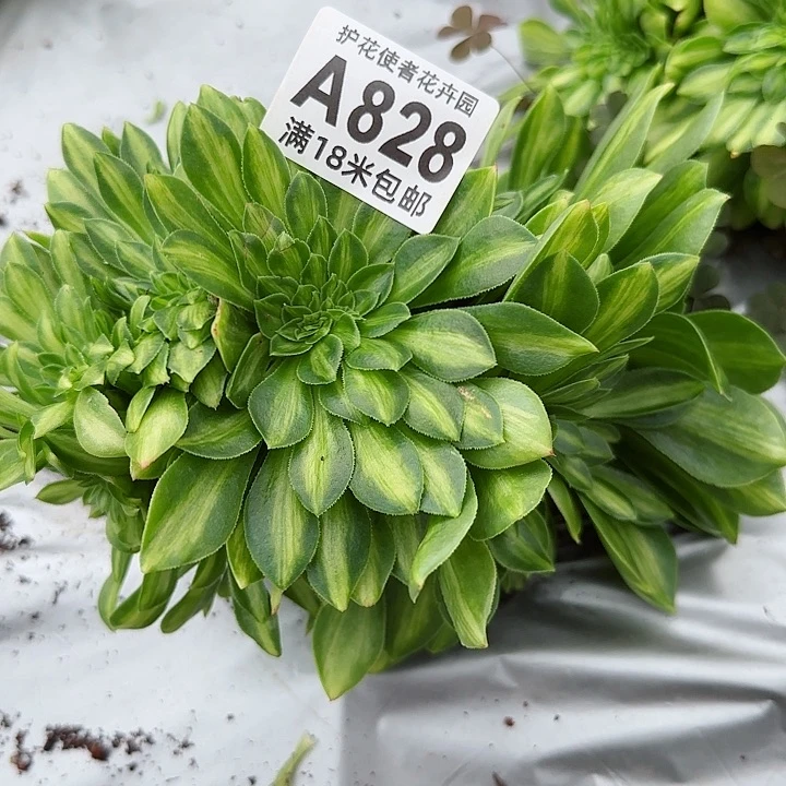 多肉法师tao bao fu li