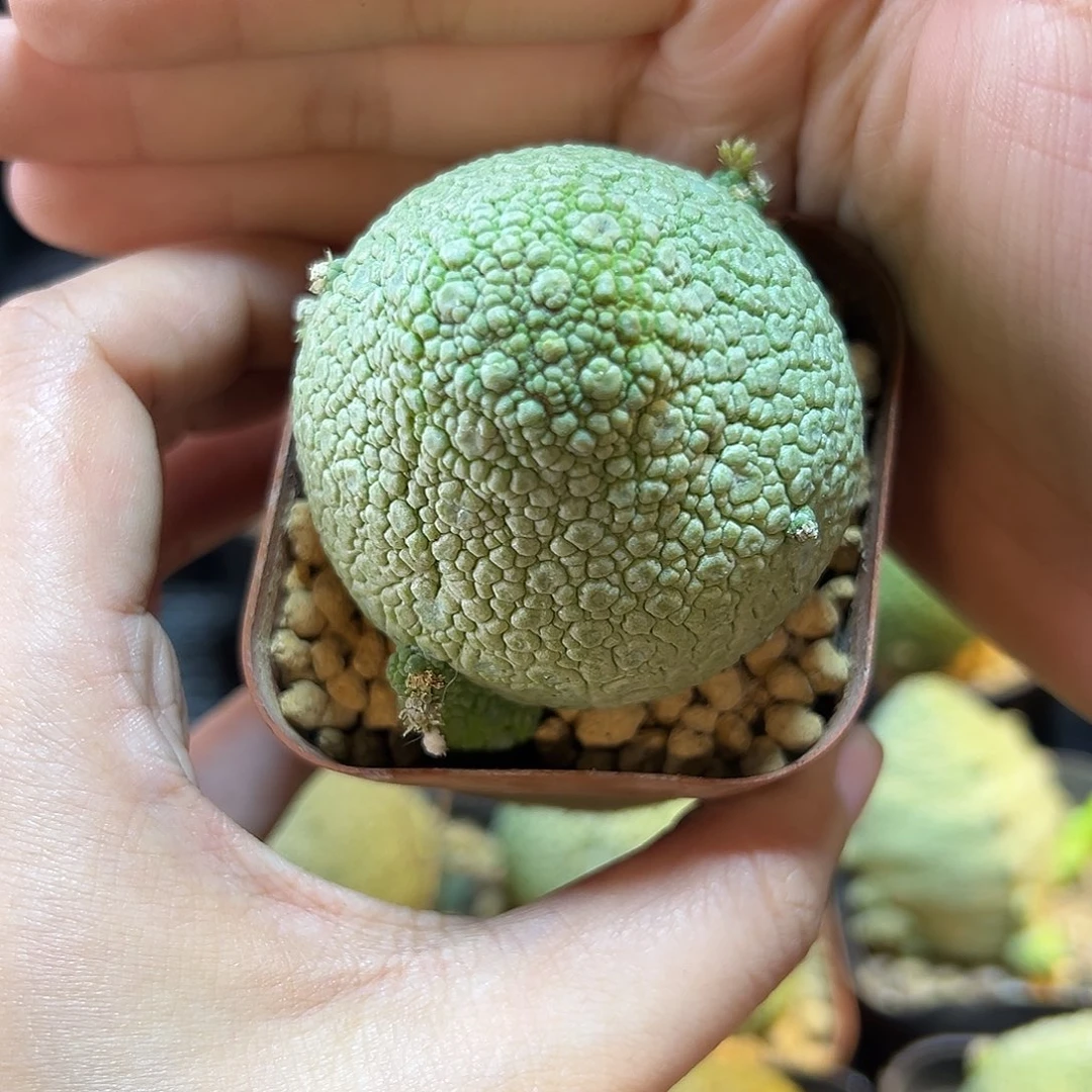 实生凝蹄玉4.4公分带盆