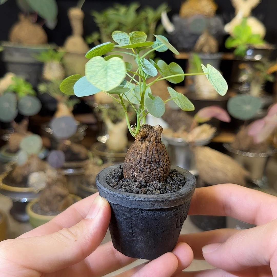 一物一拍老家龙甲龟25