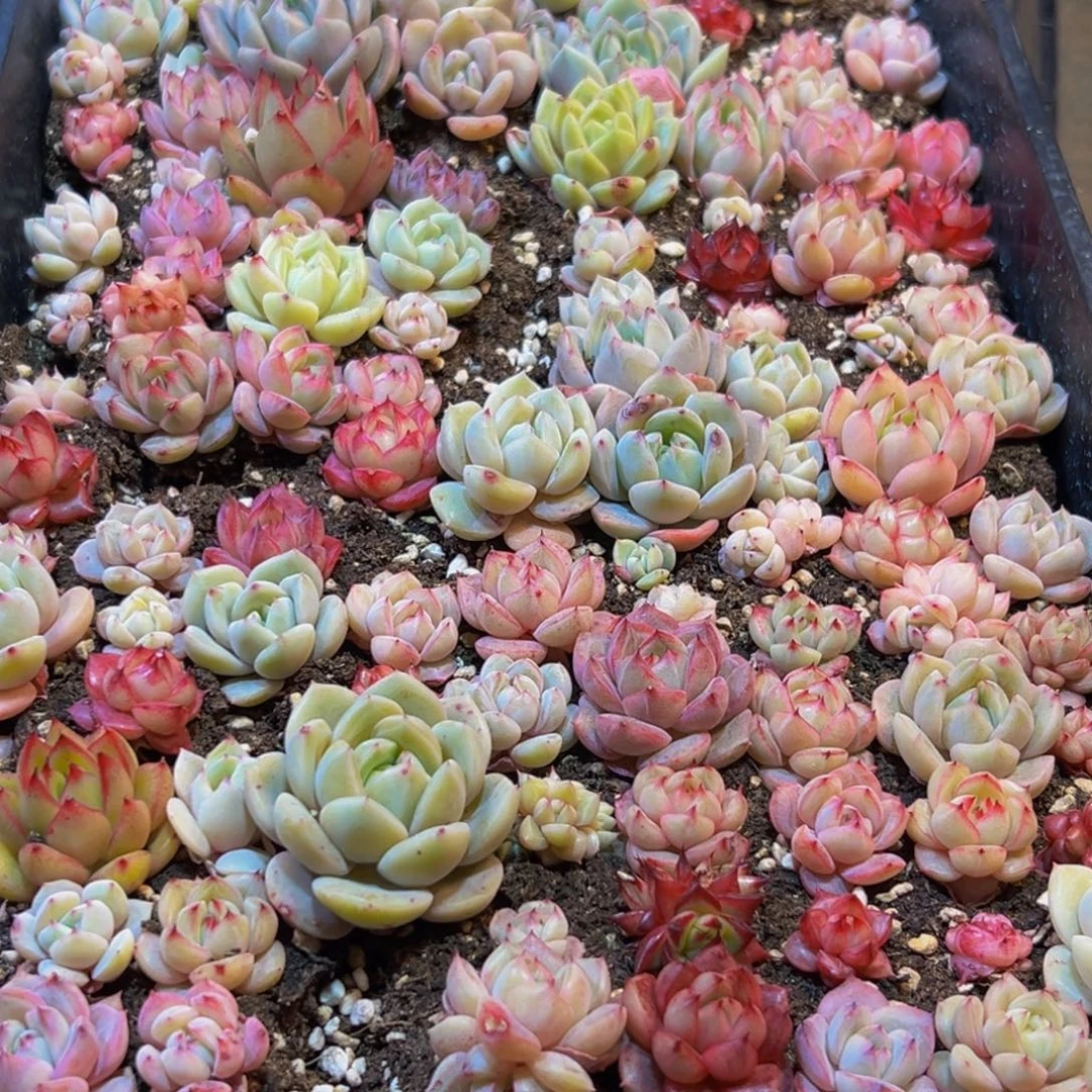 636多肉葡萄的价格是多少