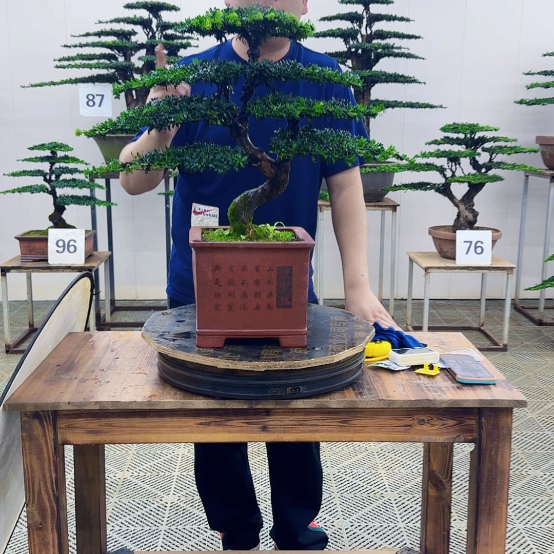 无花朵珍珠罗汉松造型盆景