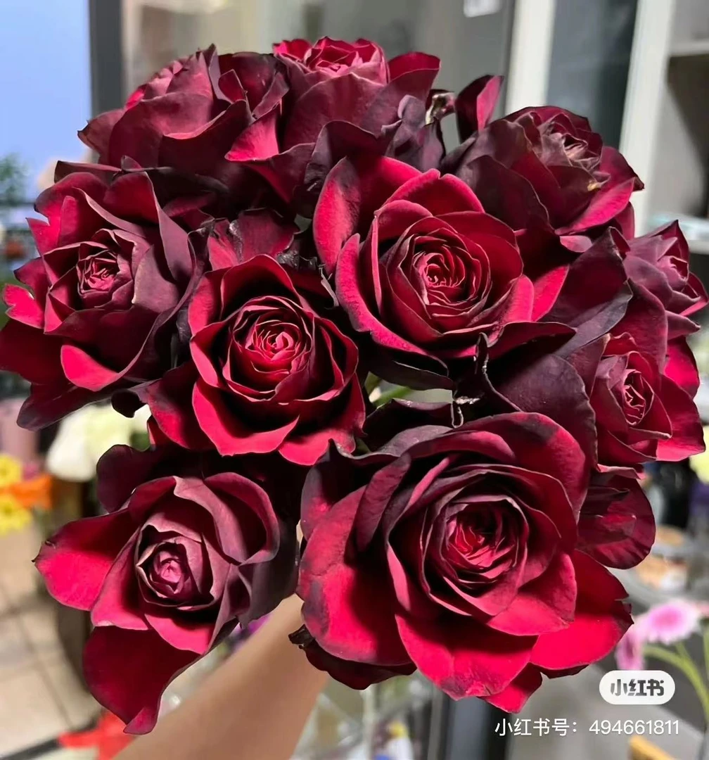 阿黑   新品根接大苗四季灌木月季