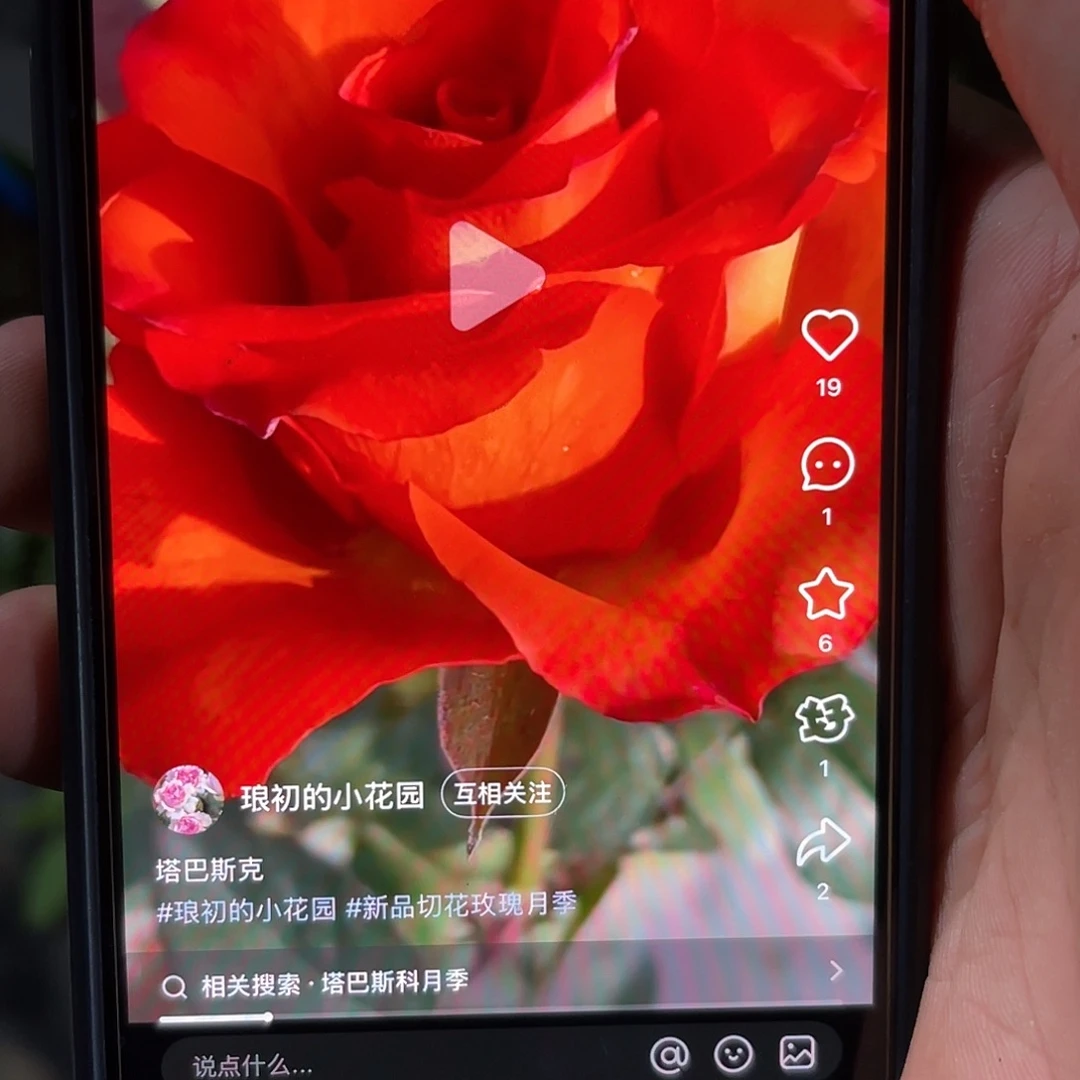 无花朵———塔巴斯克大苗福利款