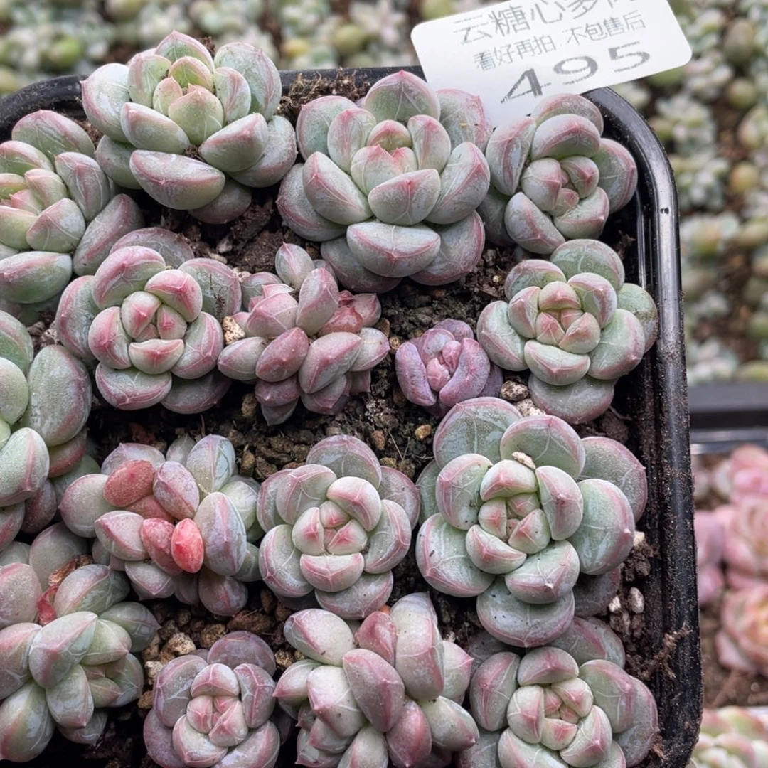 云糖心多肉植物495