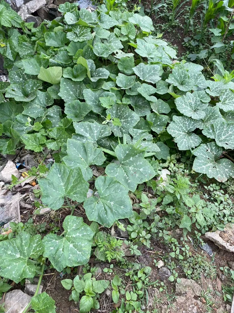 【净重3斤】湖南农家肥露天自种南瓜藤 没有打药