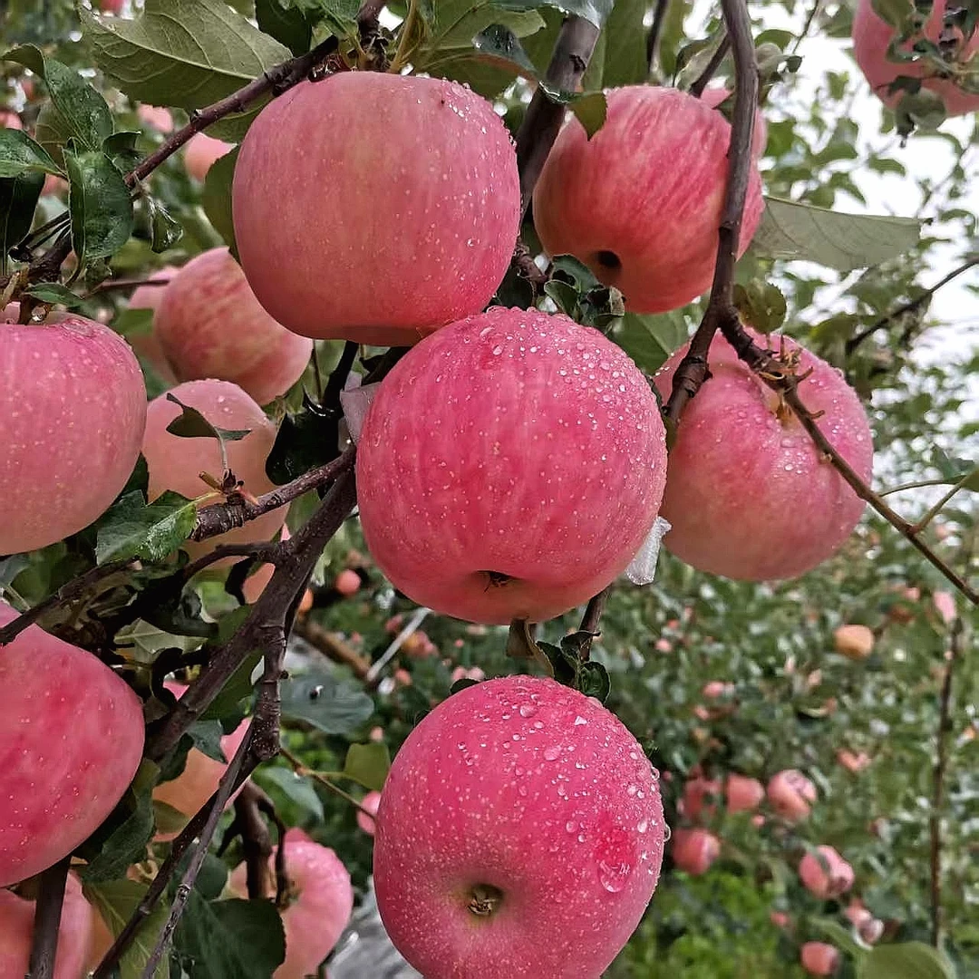 翼城隆化清婷农庄红富士