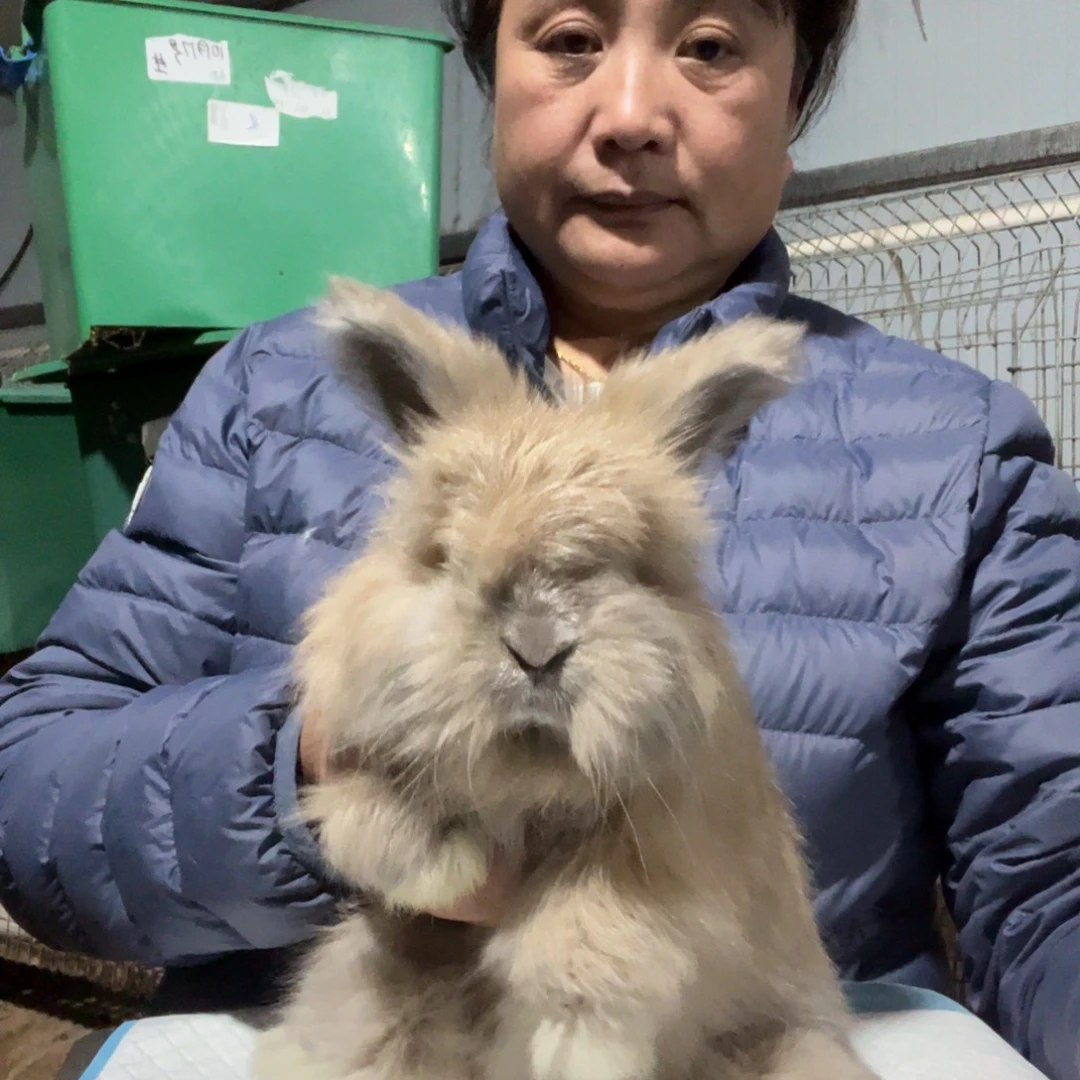 英系安哥拉宠物兔子