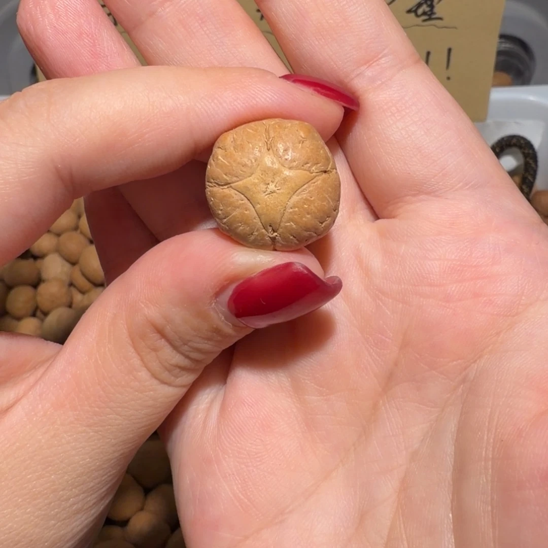 记***道吊坠龙眼菩提记忆