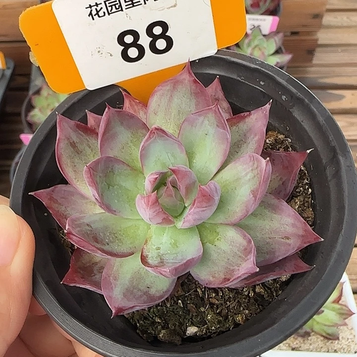 88 惊鸿仙子多肉植物