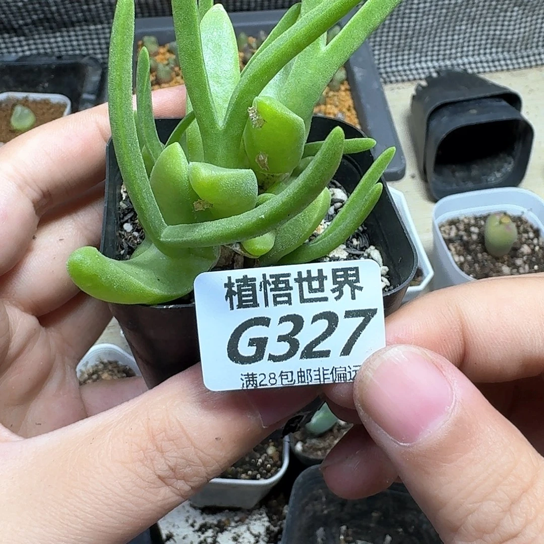 多肉植物的润泽fvbb