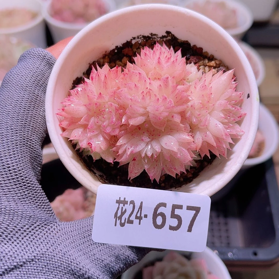 花24-657麦秆群生